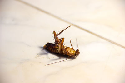 High angle view of insect on floor