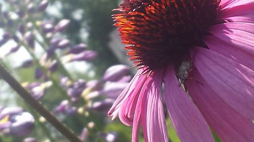 Close-up of pink flowers