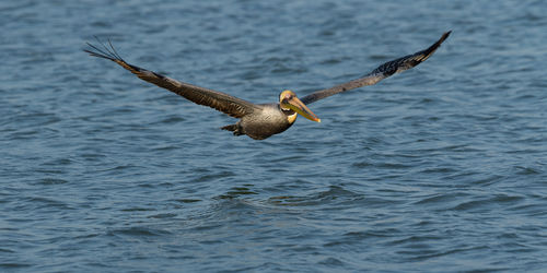 Full frame view of pelican bird flying over sea