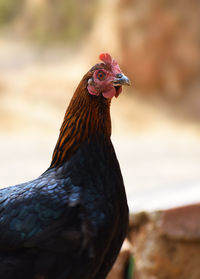 Close-up of a bird on field