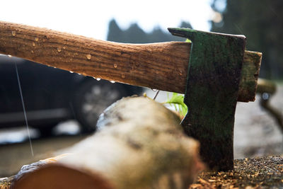 Close-up of wooden log