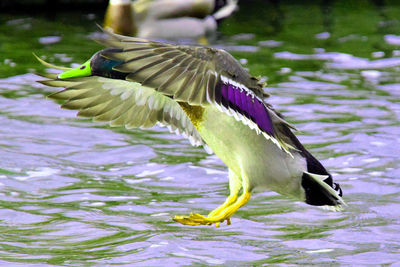 Close-up of bird in lake