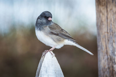 Close-up of bird perching outdoors