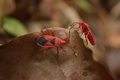 Close-up of insect on flower