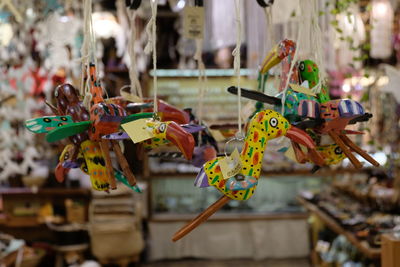 Close-up of birds in amusement park