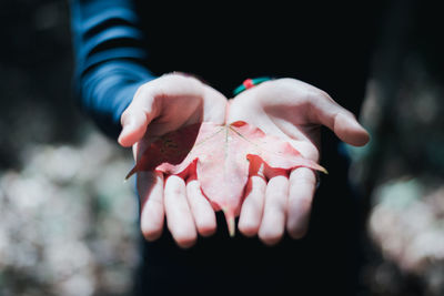 Close-up of hand holding red leaf