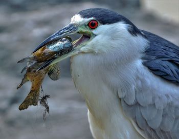 Close-up of bird perching