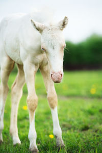 Foal standing on land against sky