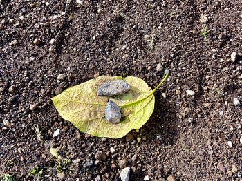 High angle view of dry leaves on field