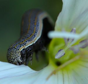 Close-up of insect on flower
