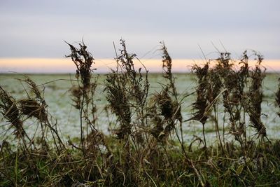 Close-up of plants on field against sky
