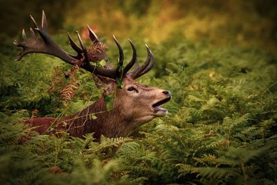 Deer amidst plants in forest