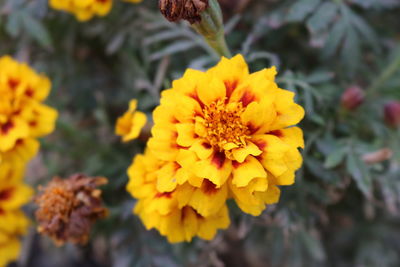 Close-up of marigold blooming outdoors