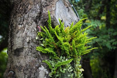 Close-up of tree trunk in forest