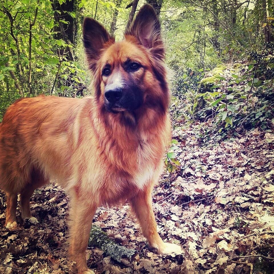 animal themes, mammal, one animal, brown, domestic animals, pets, dog, full length, standing, portrait, tree, forest, nature, field, sitting, looking at camera, zoology, outdoors, day, wildlife