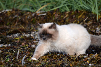 Close-up portrait of a cat