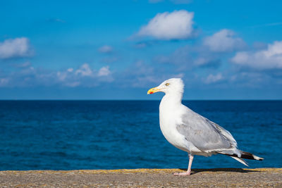 Seagull on railing with sea in background against blue sky