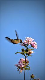 Close-up of pink flower against clear sky