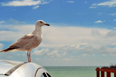 Bird perching on car against sky