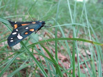 Close-up of butterfly on leaf