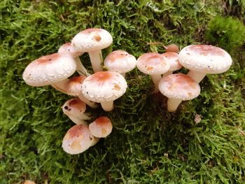 Close-up of mushrooms growing on field