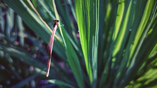 Close-up of leaf on grass