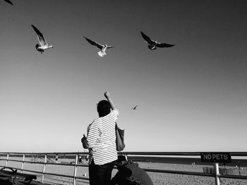 Seagull flying against clear sky