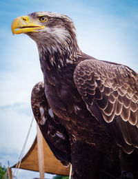 An eagle with full chest ahead