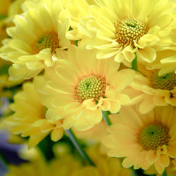 Close-up of yellow flowers