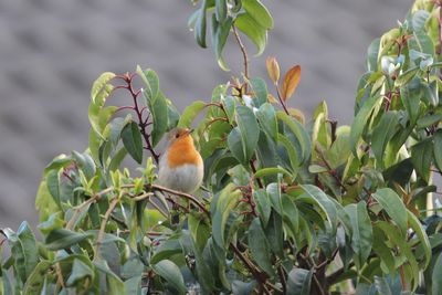 Bird perching on a plant