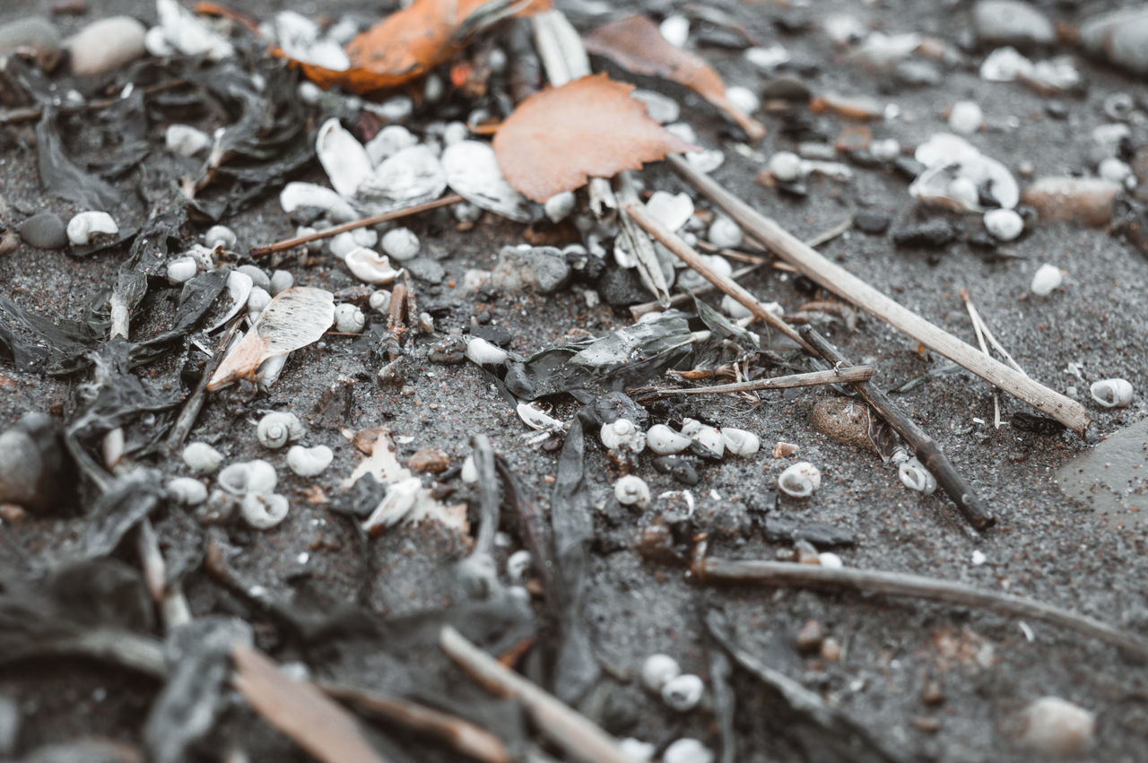 FULL FRAME SHOT OF DRY LEAVES ON FIELD