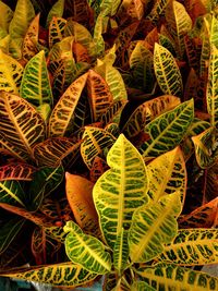 Full frame shot of plants