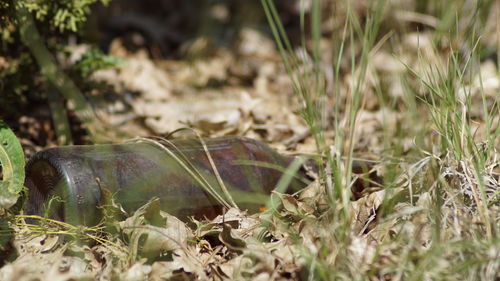 Close-up of insect on field