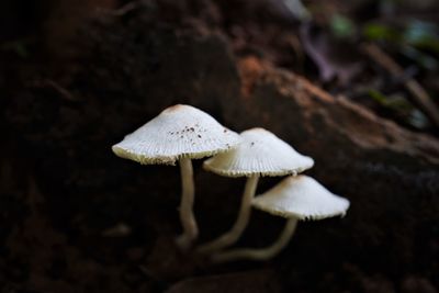 Close-up of mushroom growing in nature