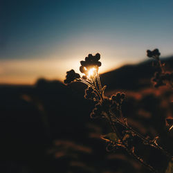 Close-up of silhouette plant against sky during sunset