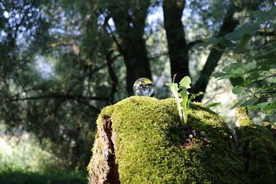 Close-up of moss on tree trunk