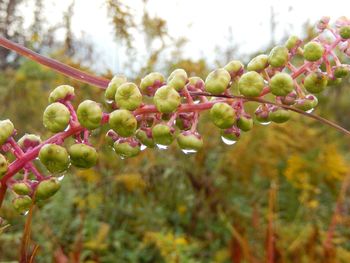 Close-up of fruits on tree