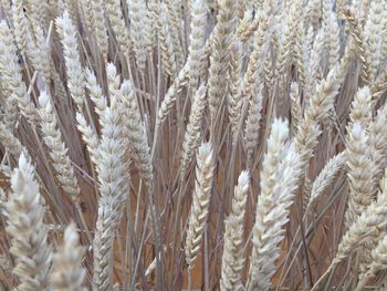 Close-up of plant growing on field