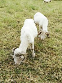 Sheep grazing on field