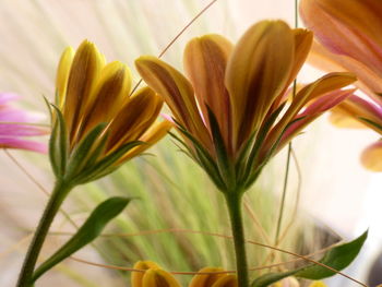 Close-up of yellow flowering plant