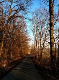 Bare trees in forest