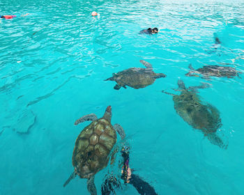 Turtles swimming in a crystal clear sea in redang, malaysia.