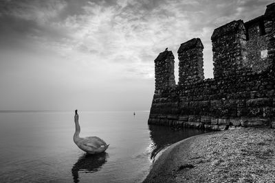 Swans swimming in sea against sky