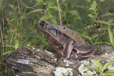 Close-up of lizard on rock