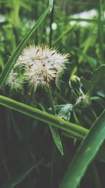 Close-up of dandelion flower on field