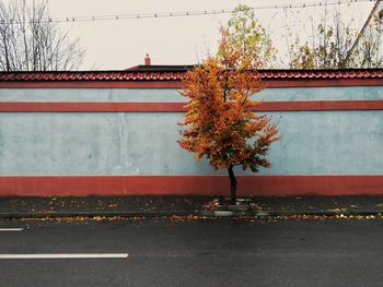 Road by trees against sky in city