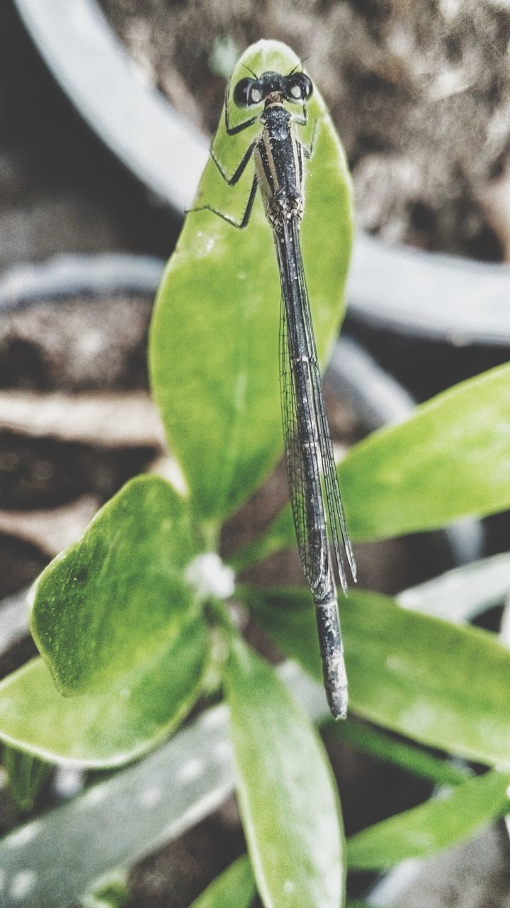 one animal, animal themes, animals in the wild, wildlife, leaf, close-up, insect, green color, focus on foreground, plant, nature, selective focus, beauty in nature, growth, green, no people, natural pattern, outdoors, day, animal markings