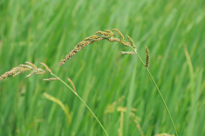 Close-up of crop growing on field
