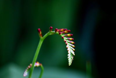 Close-up of red flower bud