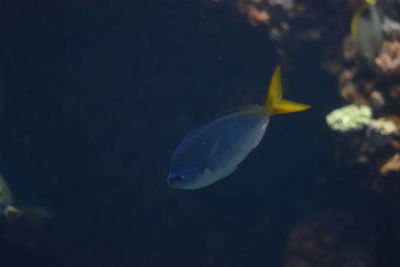 Close-up of fish underwater